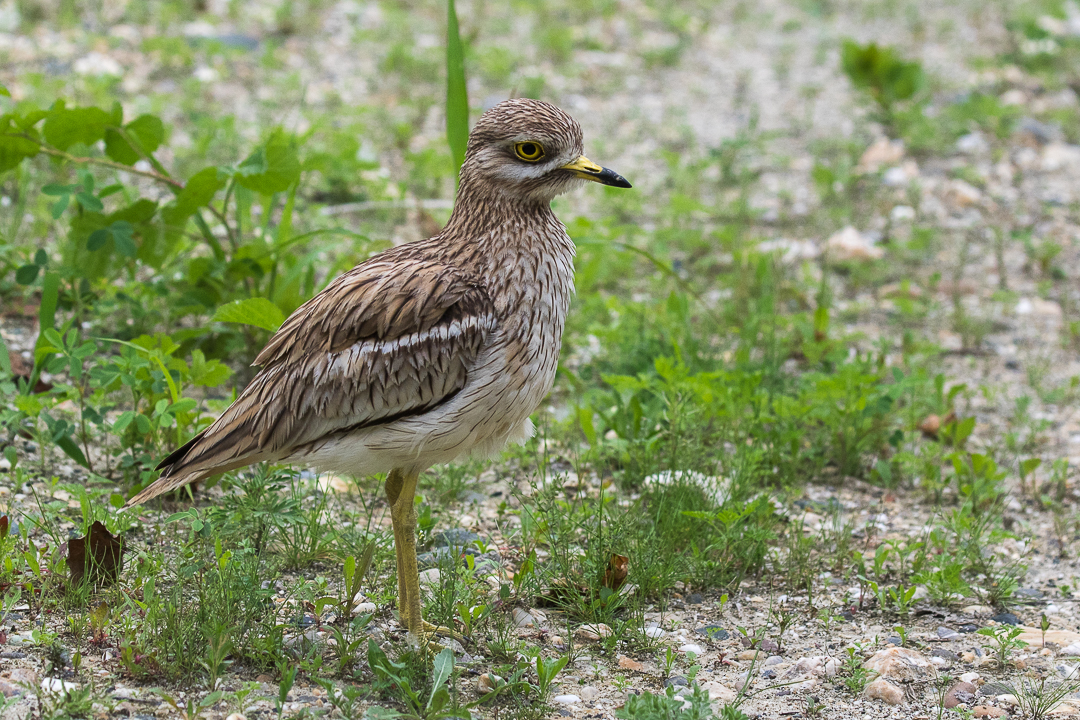 Eurasian Stone-curlew