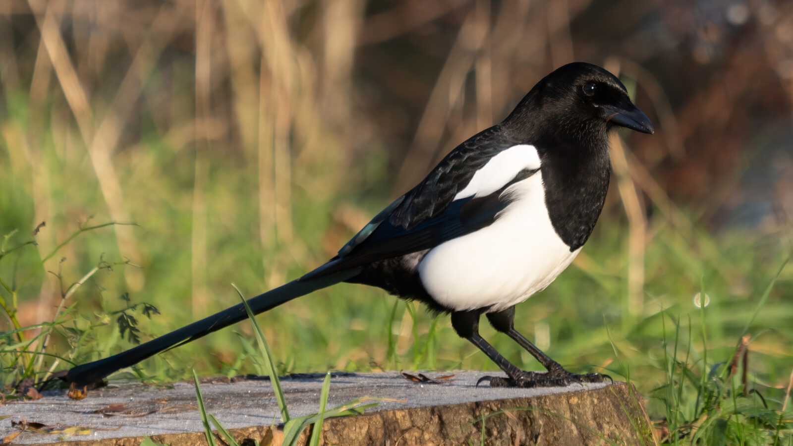 Eurasian Magpie