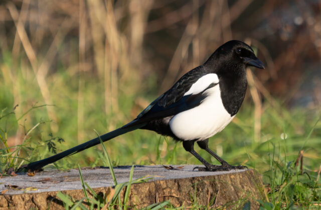 Eurasian Magpie