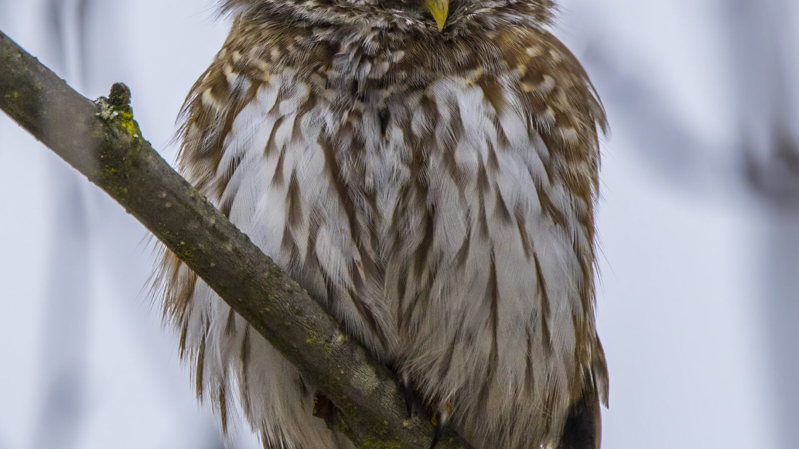 Eurasian Pygmy Owl