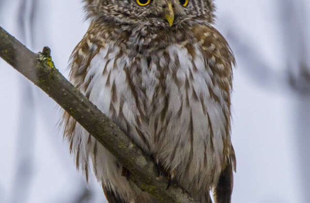 Eurasian Pygmy Owl
