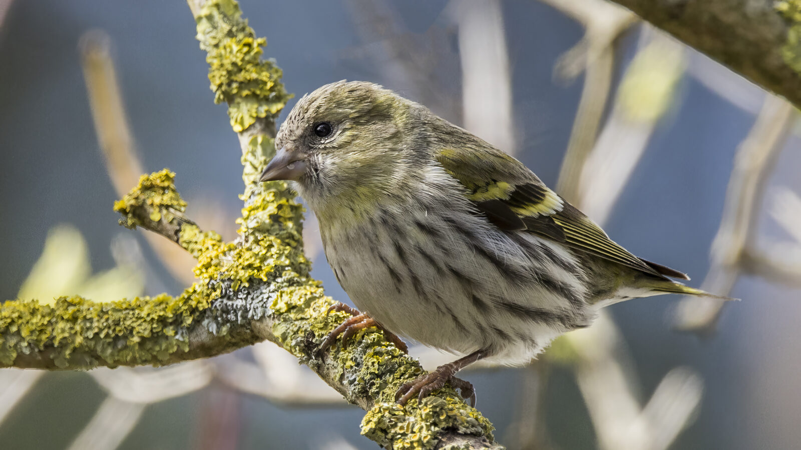 Eurasian Siskin