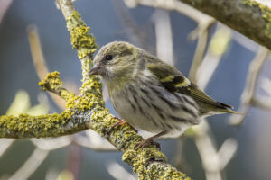 Eurasian Siskin