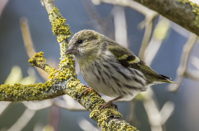 Eurasian Siskin