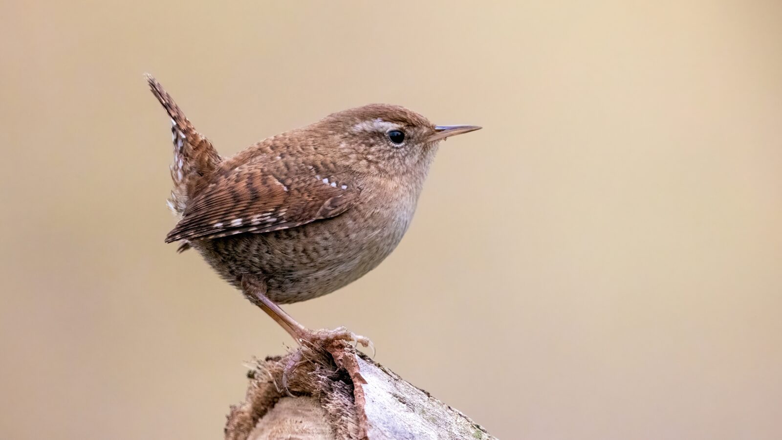 Eurasian Wren