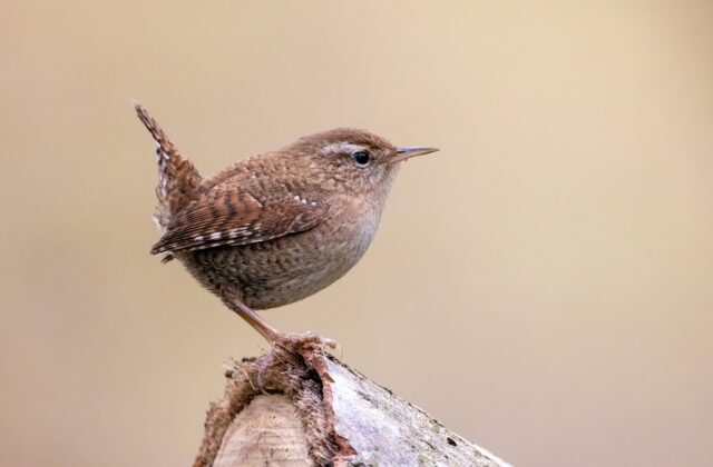 Eurasian Wren