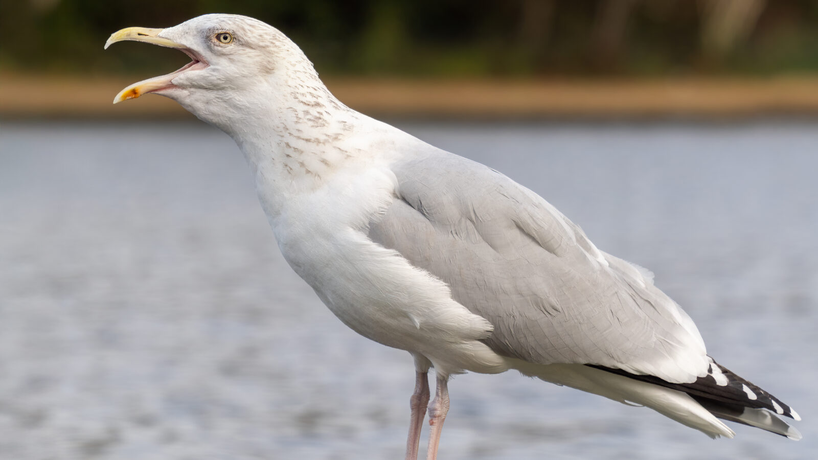 European Herring Gull