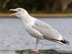 European Herring Gull