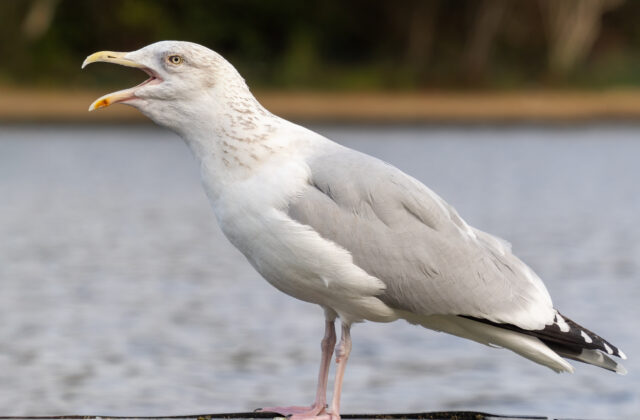 European Herring Gull