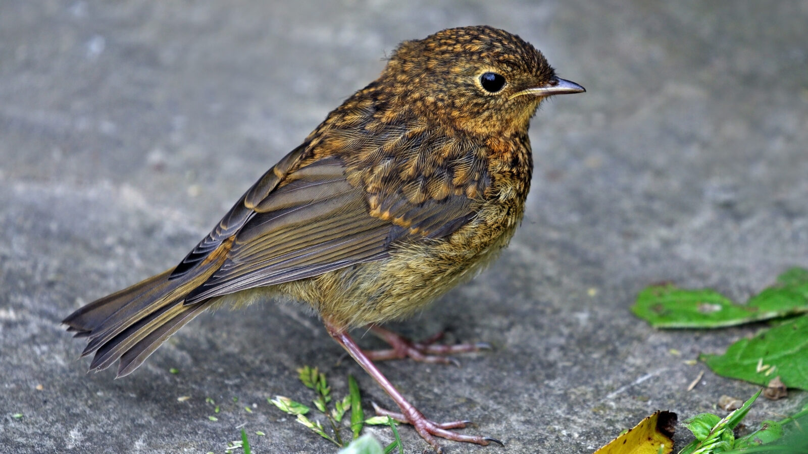 European Robin