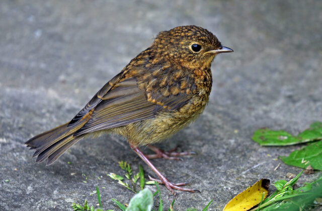 European Robin