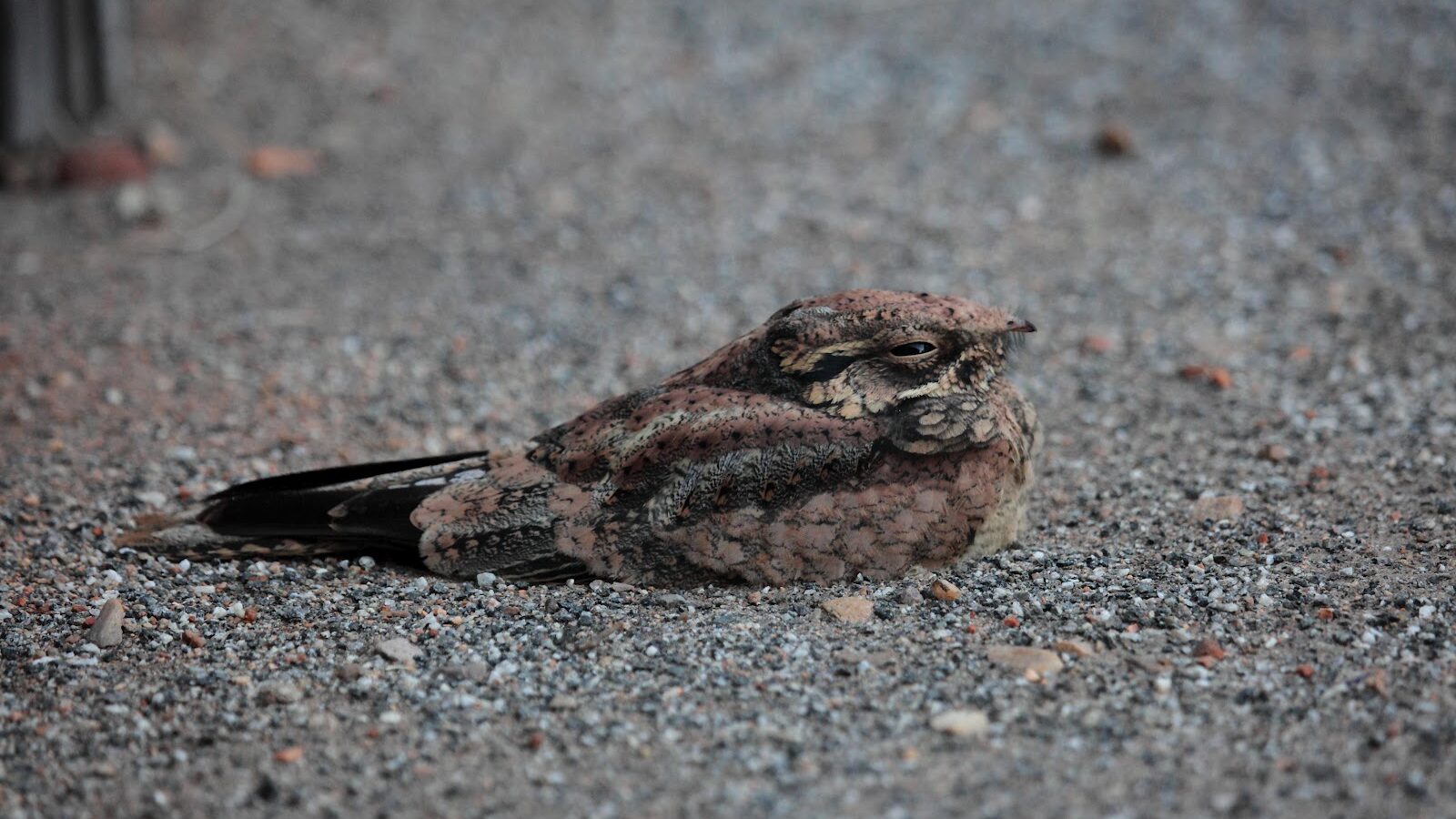 Spotted Nightjar