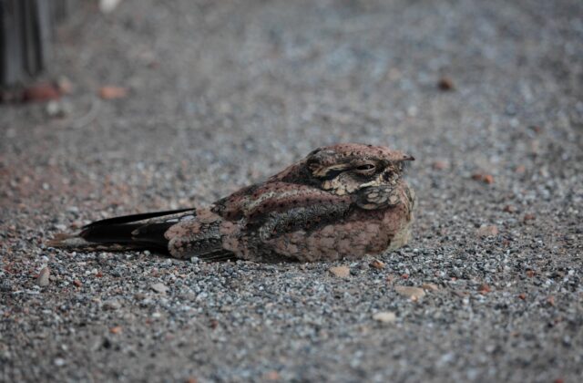Spotted Nightjar