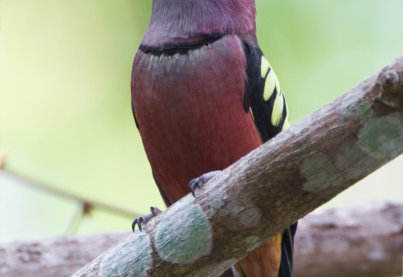 Banded Broadbill
