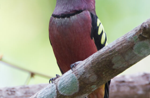 Banded Broadbill