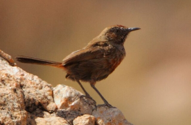 Cinnamon-breasted Warbler