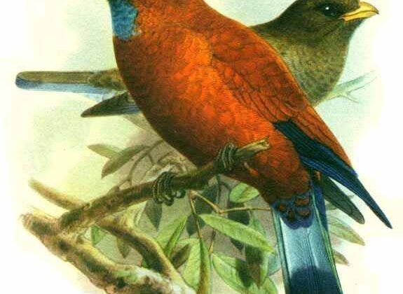 Blue-throated Roller