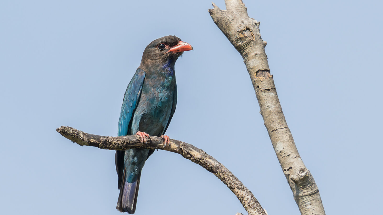 Oriental Dollarbird
