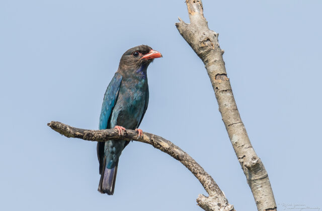 Oriental Dollarbird