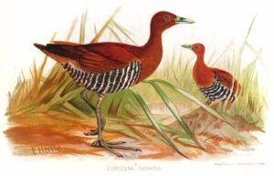 Andaman Crake