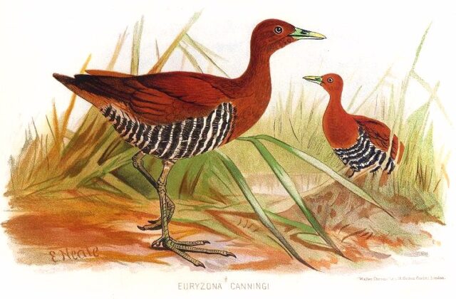 Andaman Crake