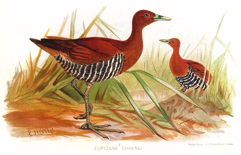 Andaman Crake