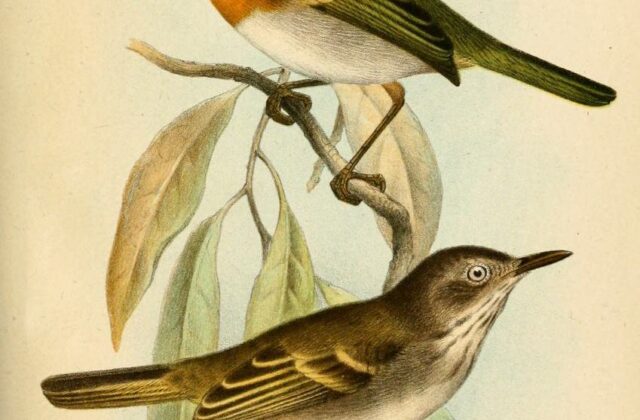 Ruddy Tody-Flycatcher