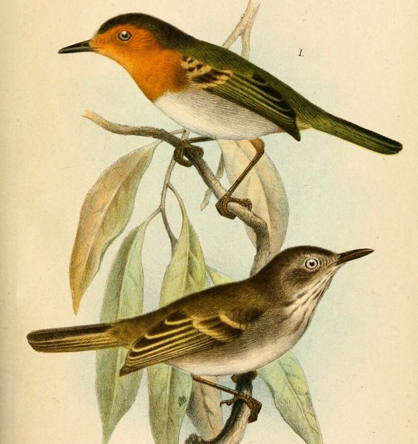 Ruddy Tody-Flycatcher