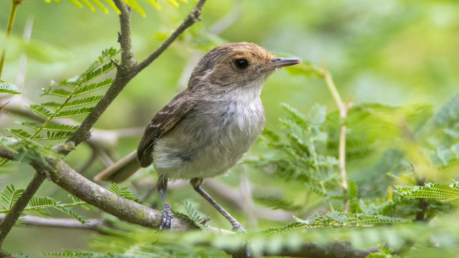 Fulvous-faced Scrub Tyrant