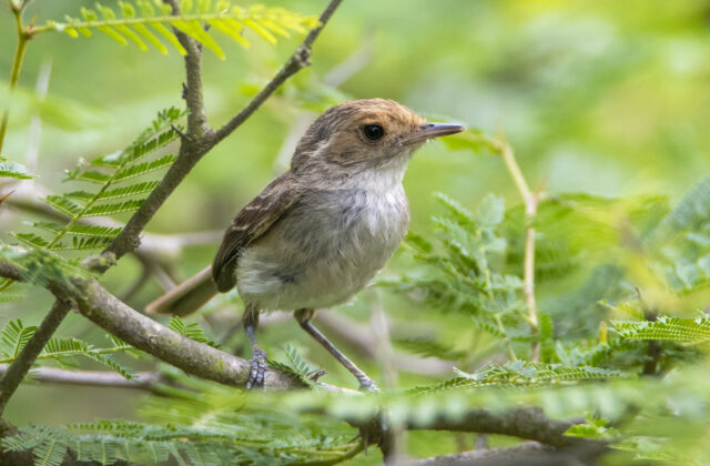 Fulvous-faced Scrub Tyrant