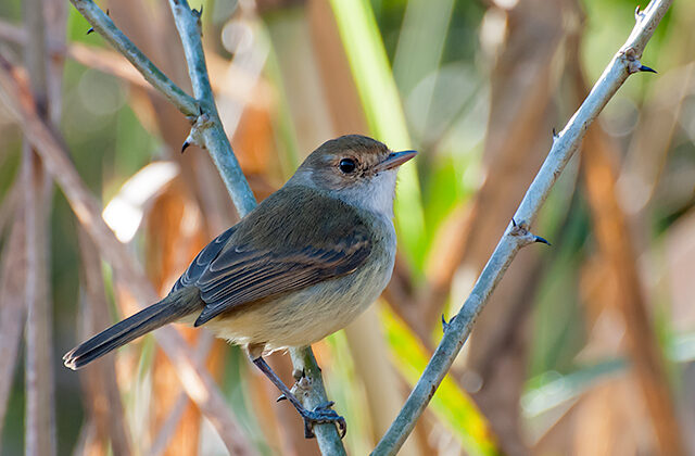 Fulvous-crowned Scrub Tyrant