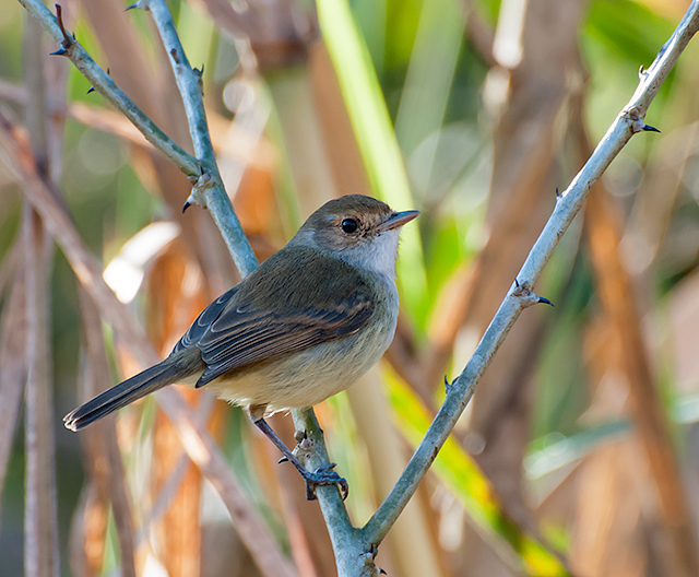 Fulvous-crowned Scrub Tyrant