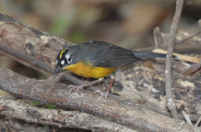 Fan-tailed Warbler