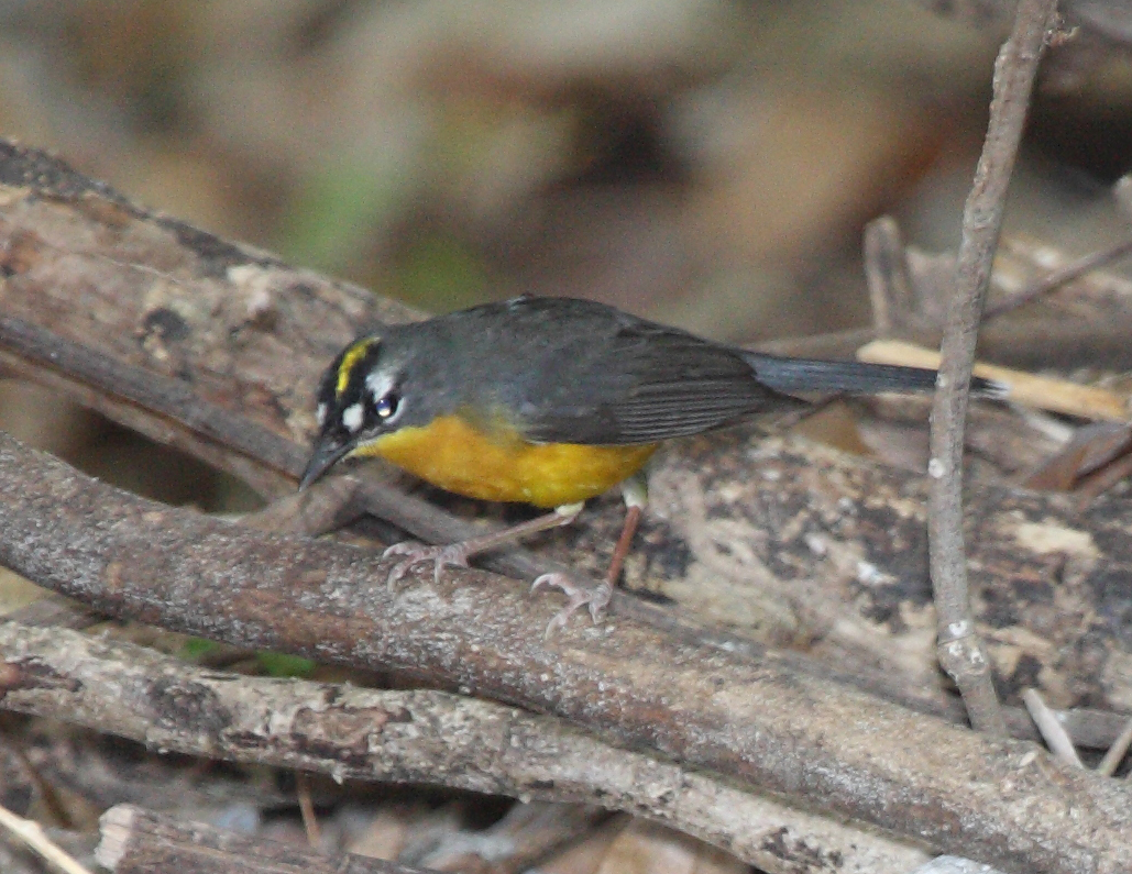 Fan-tailed Warbler