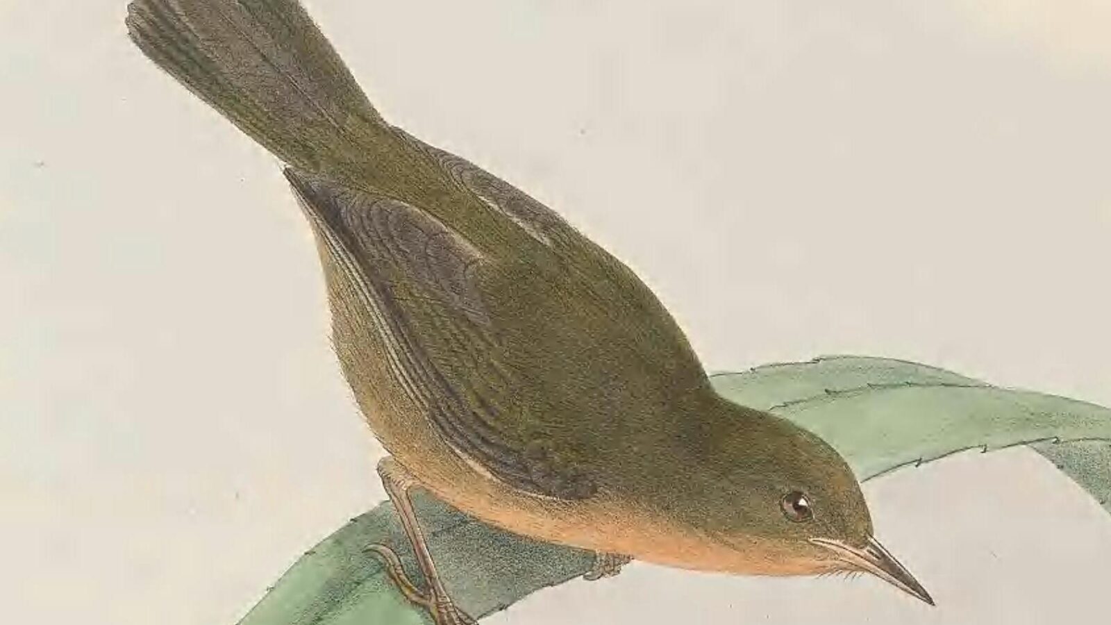 Olive Straightbill