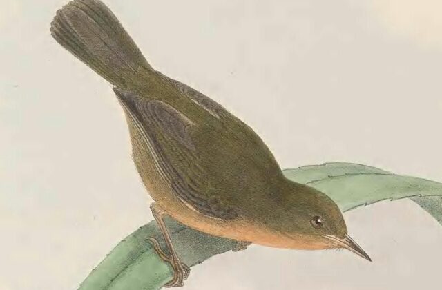 Olive Straightbill