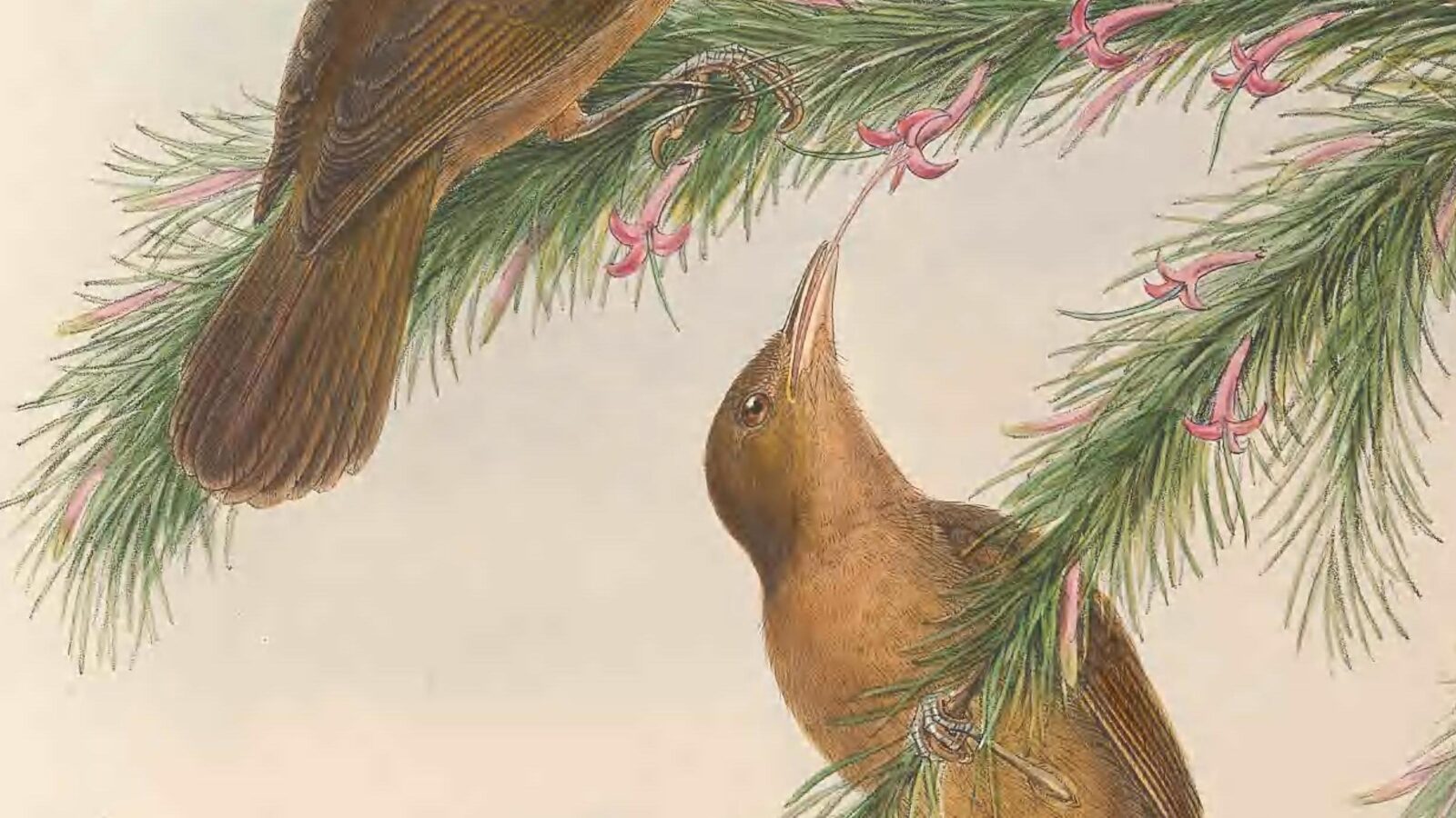 Tawny Straightbill