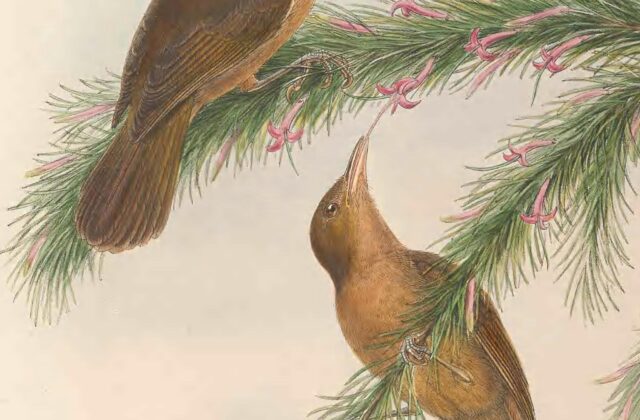 Tawny Straightbill