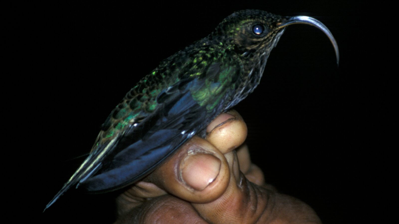 White-tipped Sicklebill