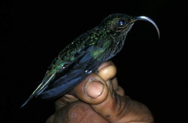 White-tipped Sicklebill