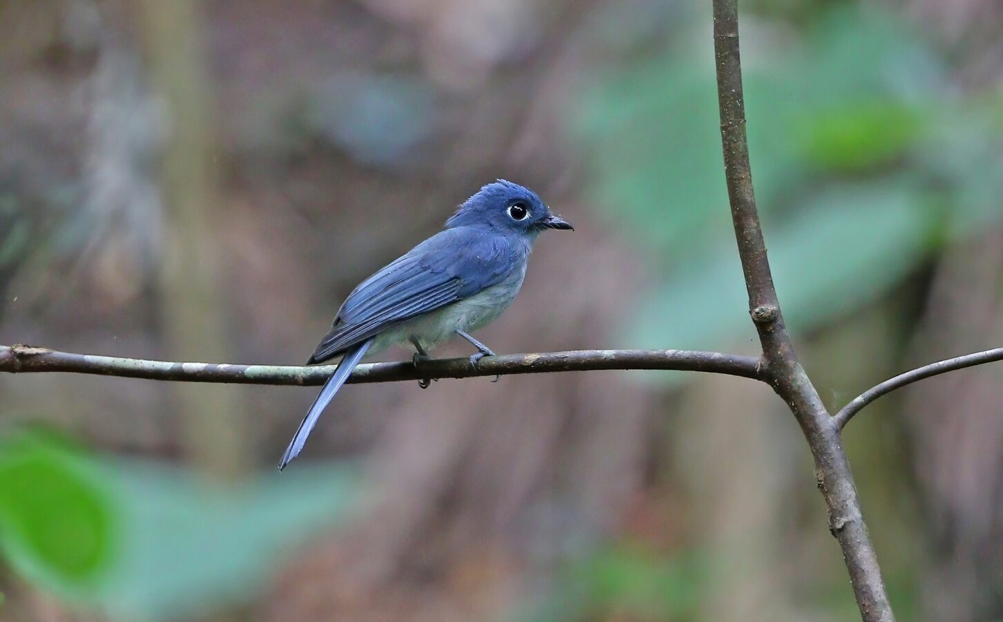 Cerulean Flycatcher