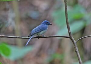 Cerulean Flycatcher