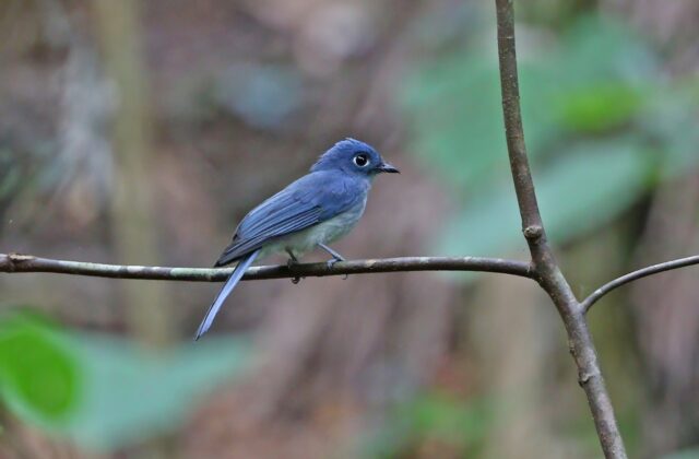Cerulean Flycatcher