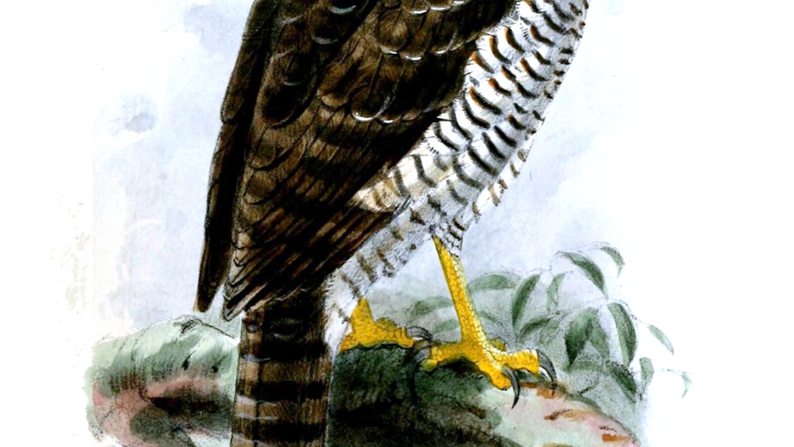 Madagascar Serpent Eagle