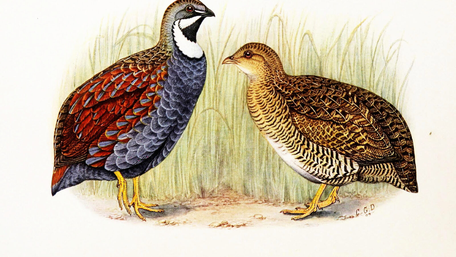 Blue Quail