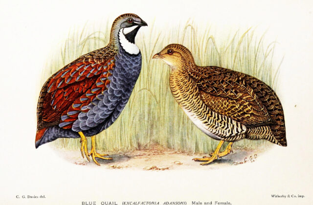 Blue Quail