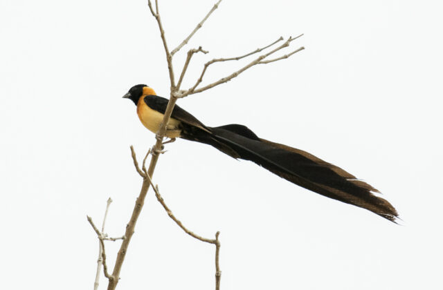 Exclamatory Paradise Whydah