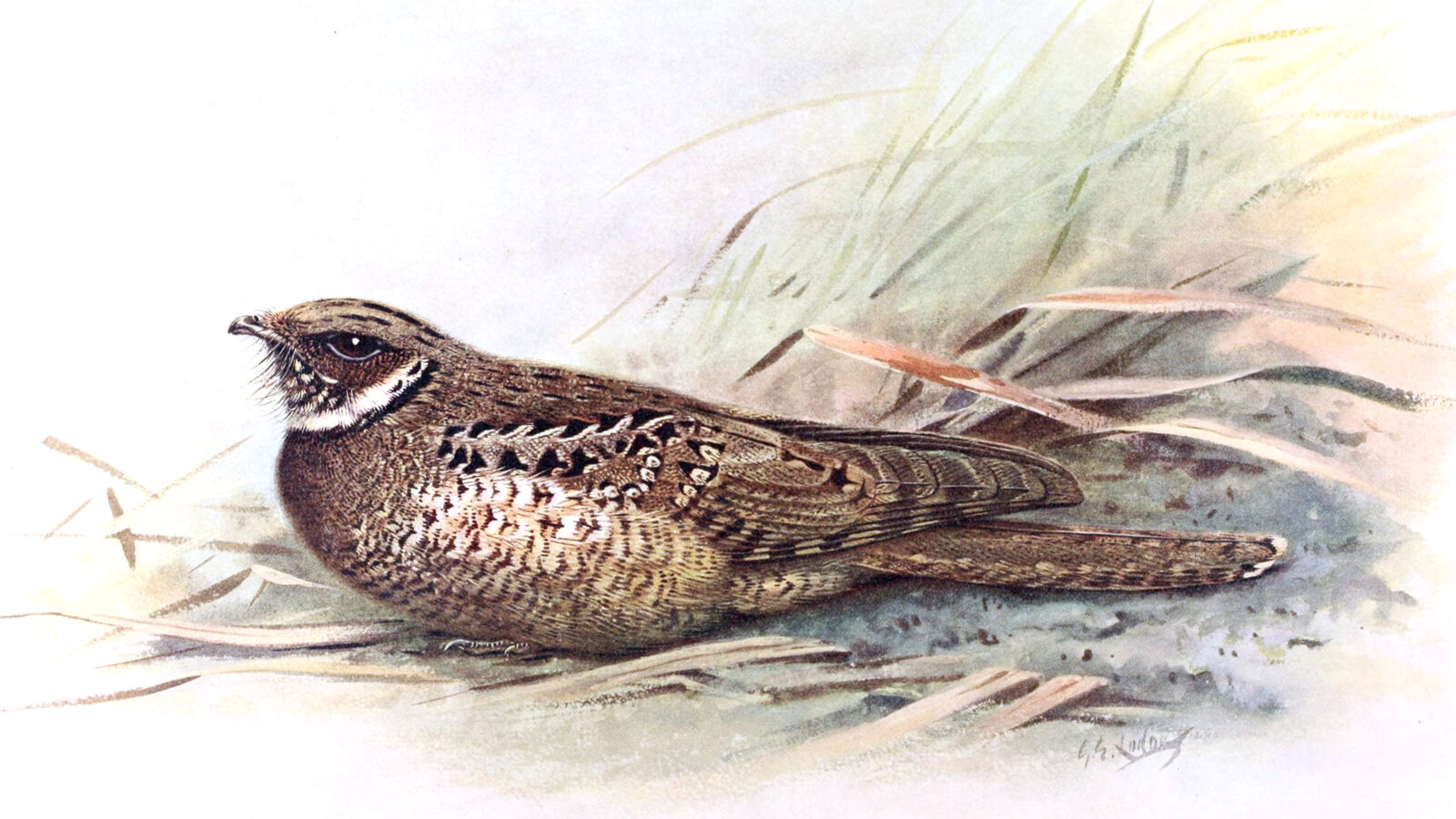 Jamaican Poorwill