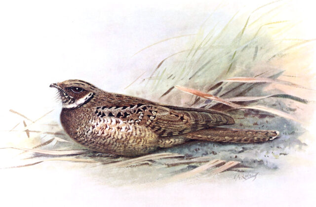 Jamaican Poorwill