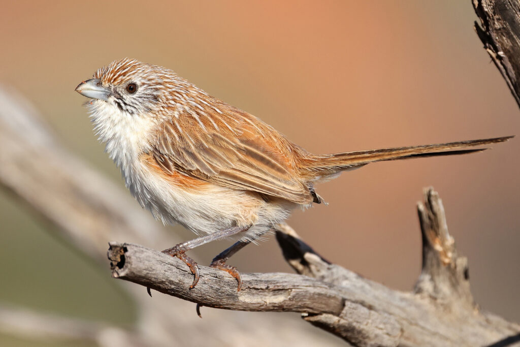 Eyrean Grasswren